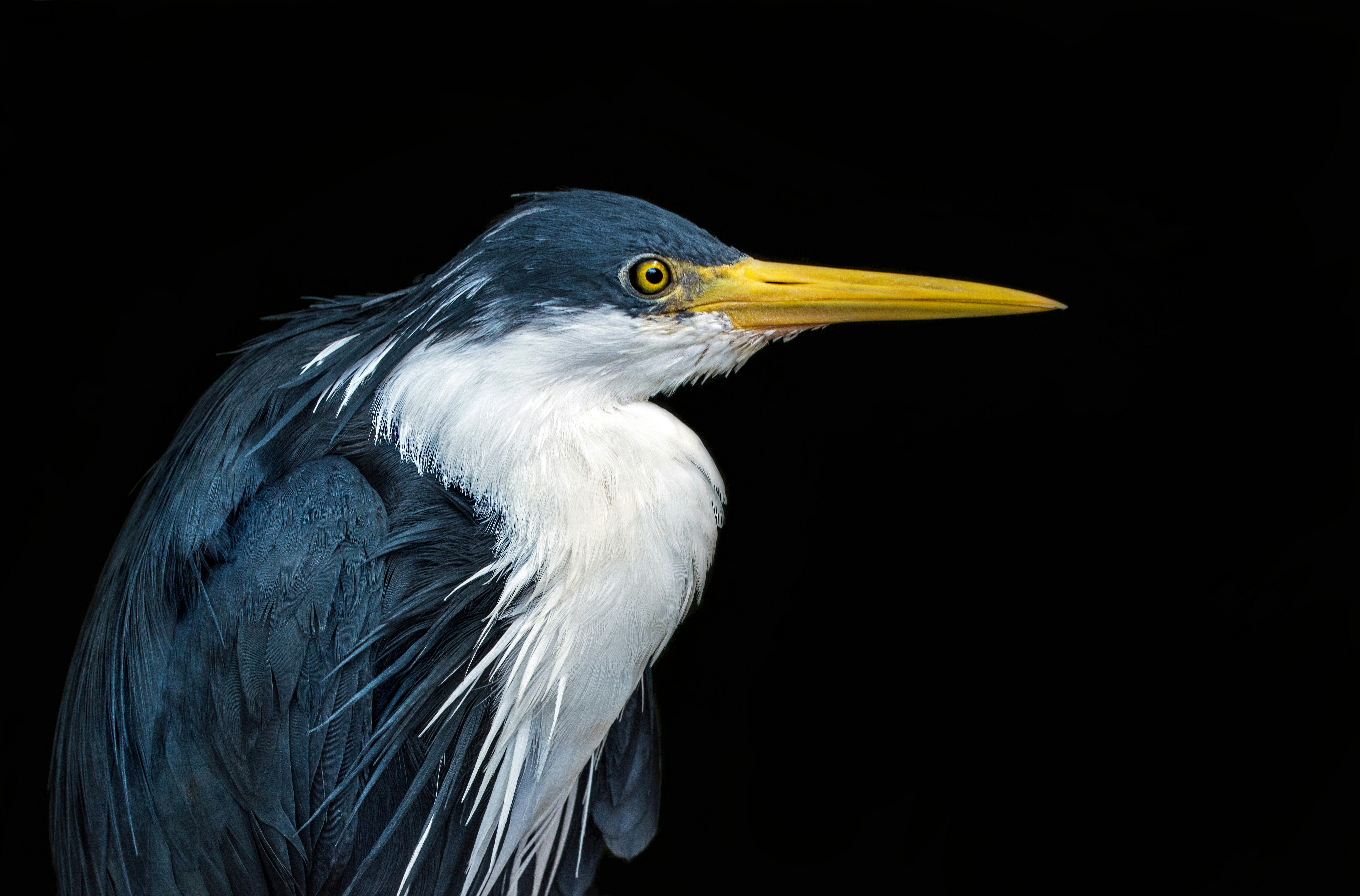 blue and white great egret